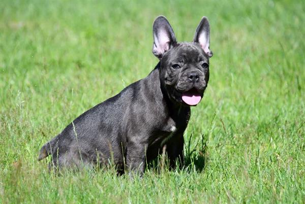 Grote foto franse bulldog pups te koop dieren en toebehoren bulldogs pinschers en molossers