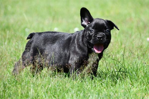 Grote foto franse bulldog pups te koop dieren en toebehoren bulldogs pinschers en molossers