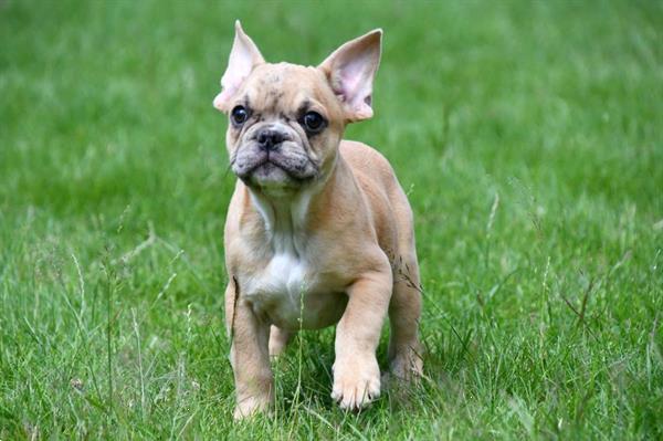 Grote foto franse bulldog pups te koop dieren en toebehoren bulldogs pinschers en molossers