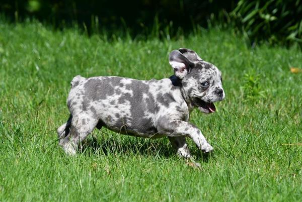 Grote foto franse bulldog pups te koop dieren en toebehoren bulldogs pinschers en molossers