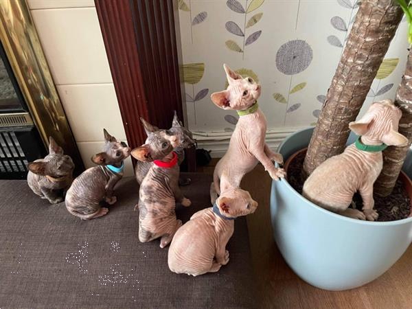 Grote foto vachtloze kittens sphynx 4 dieren en toebehoren overige katten