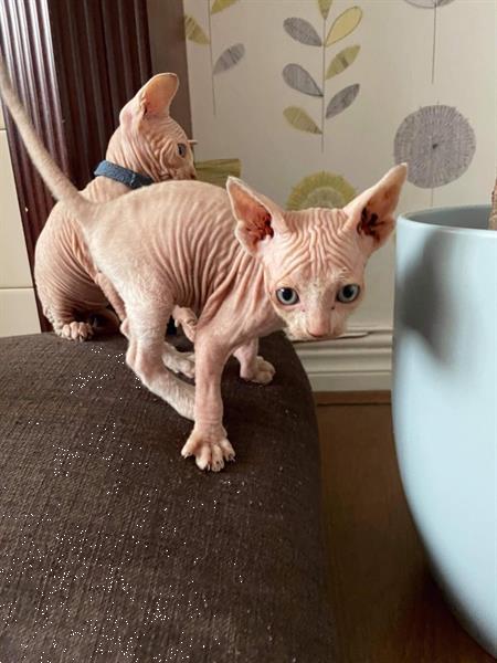 Grote foto vachtloze kittens sphynx 4 dieren en toebehoren overige katten