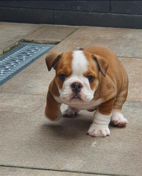 Grote foto new english bulldog pups te koop. dieren en toebehoren bulldogs pinschers en molossers