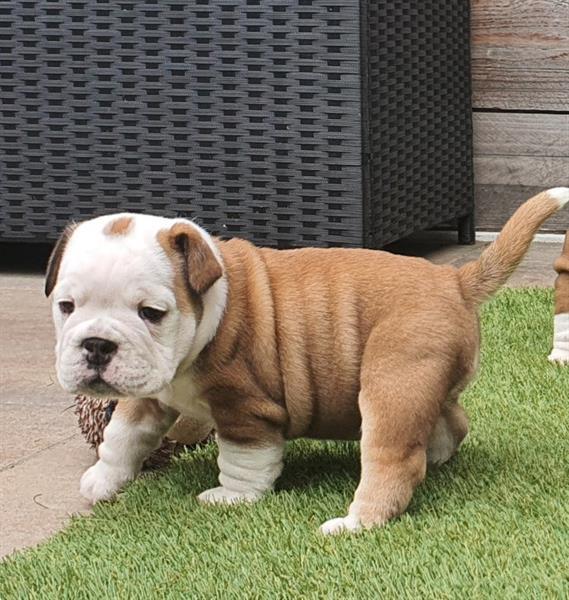 Grote foto new english bulldog pups te koop. dieren en toebehoren bulldogs pinschers en molossers