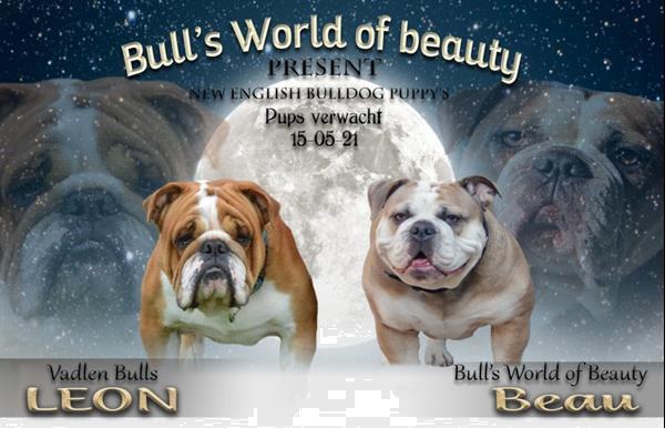 Grote foto new english bulldog pups te koop. dieren en toebehoren bulldogs pinschers en molossers