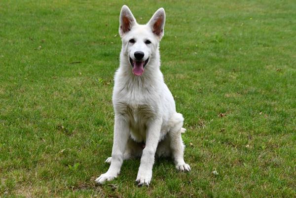 Grote foto zwitserse witte herder pups te koop dieren en toebehoren herdershonden en veedrijvers