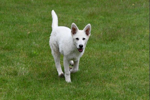 Grote foto zwitserse witte herder pups te koop dieren en toebehoren herdershonden en veedrijvers