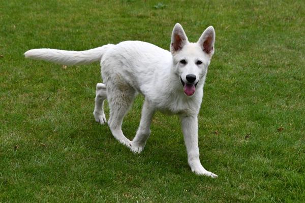 Grote foto zwitserse witte herder pups te koop dieren en toebehoren herdershonden en veedrijvers