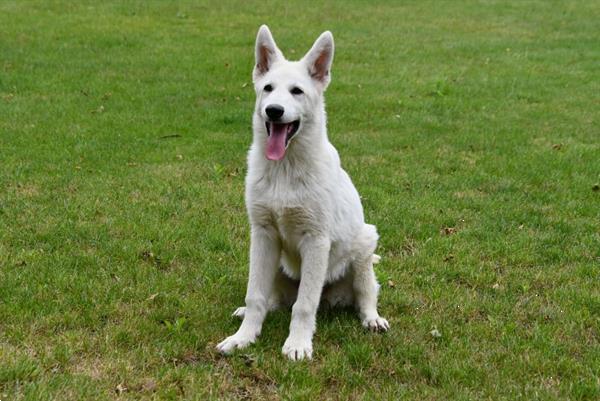 Grote foto zwitserse witte herder pups te koop dieren en toebehoren herdershonden en veedrijvers