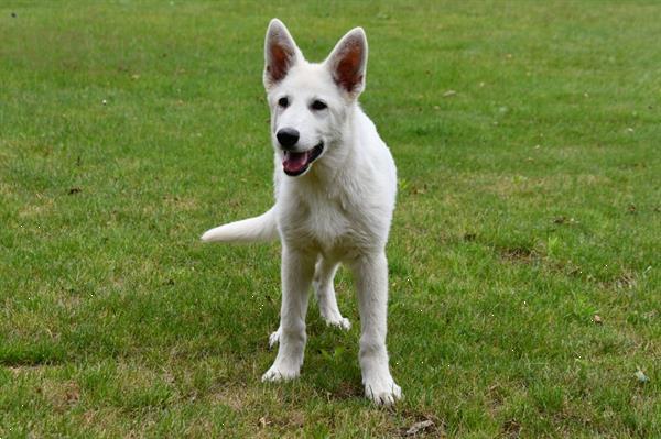 Grote foto zwitserse witte herder pups te koop dieren en toebehoren herdershonden en veedrijvers