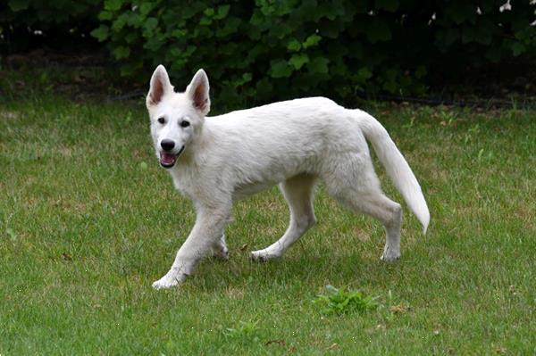 Grote foto zwitserse witte herder pups te koop dieren en toebehoren herdershonden en veedrijvers