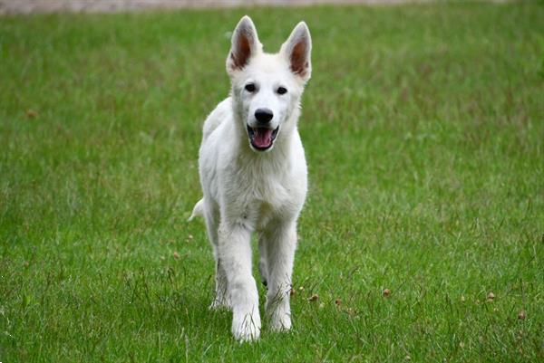 Grote foto zwitserse witte herder pups te koop dieren en toebehoren herdershonden en veedrijvers