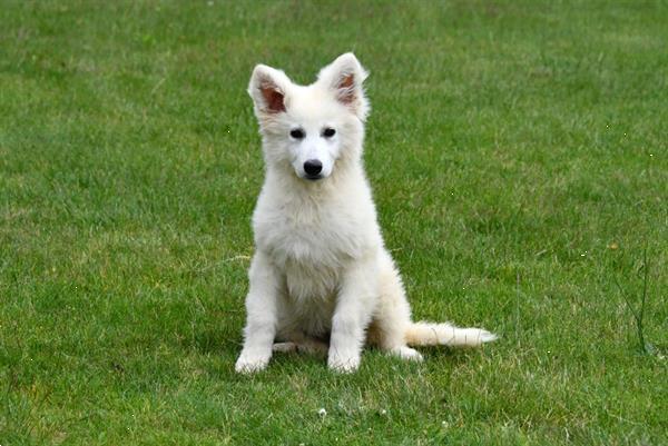 Grote foto zwitserse witte herder pups te koop dieren en toebehoren herdershonden en veedrijvers