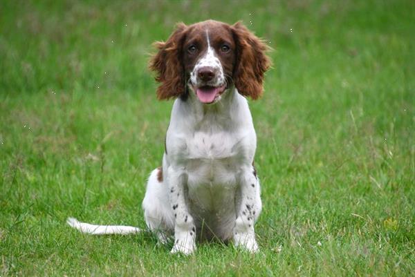 Grote foto engelse springer spani l pups te koop dieren en toebehoren retrievers spani ls en waterhonden