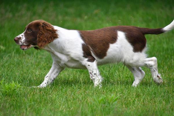 Grote foto engelse springer spani l pups te koop dieren en toebehoren retrievers spani ls en waterhonden