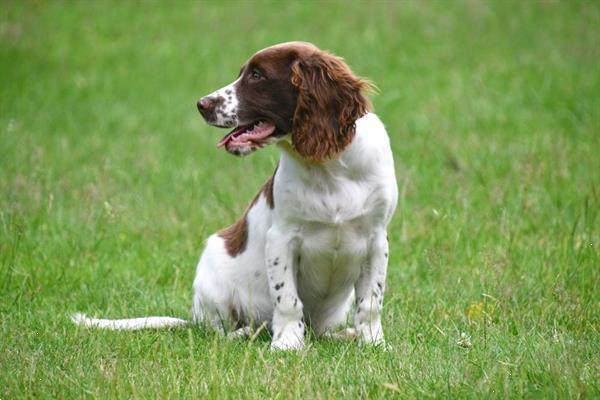 Grote foto engelse springer spani l pups te koop dieren en toebehoren retrievers spani ls en waterhonden