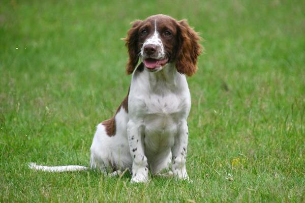 Grote foto engelse springer spani l pups te koop dieren en toebehoren retrievers spani ls en waterhonden