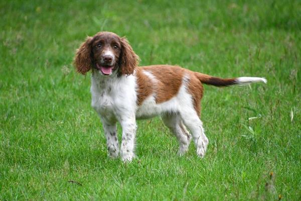 Grote foto engelse springer spani l pups te koop dieren en toebehoren retrievers spani ls en waterhonden