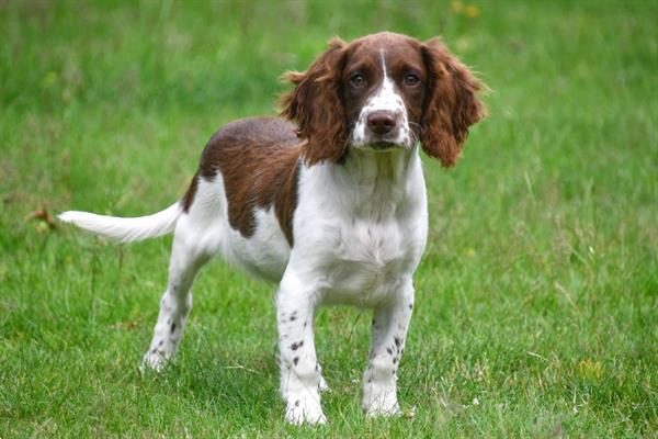 Grote foto engelse springer spani l pups te koop dieren en toebehoren retrievers spani ls en waterhonden