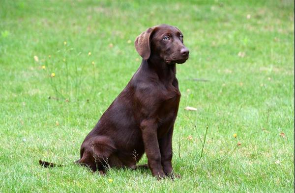 Grote foto chocolade bruine labrador pups te koop dieren en toebehoren retrievers spani ls en waterhonden