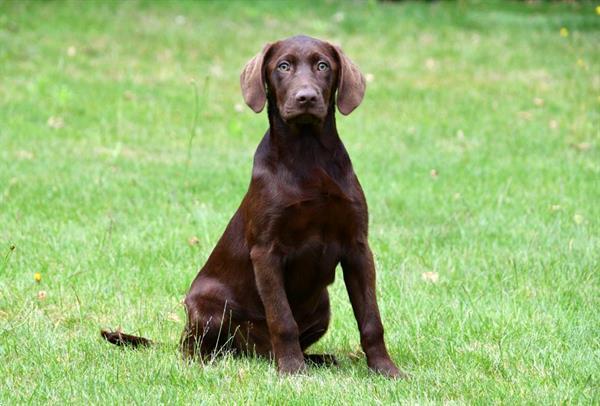 Grote foto chocolade bruine labrador pups te koop dieren en toebehoren retrievers spani ls en waterhonden