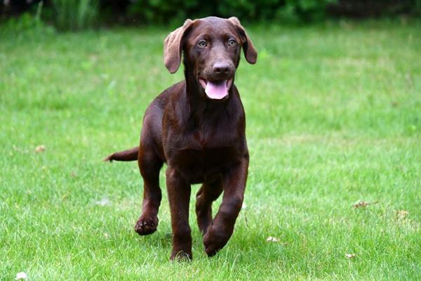 Grote foto chocolade bruine labrador pups te koop dieren en toebehoren retrievers spani ls en waterhonden