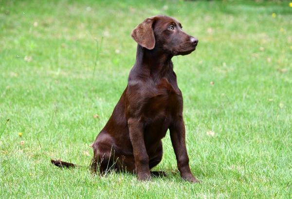 Grote foto chocolade bruine labrador pups te koop dieren en toebehoren retrievers spani ls en waterhonden