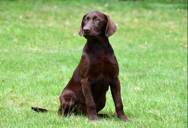 Grote foto chocolade bruine labrador pups te koop dieren en toebehoren retrievers spani ls en waterhonden