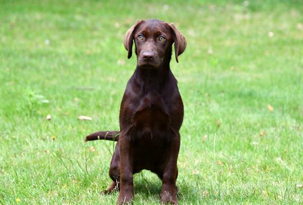 Grote foto chocolade bruine labrador pups te koop dieren en toebehoren retrievers spani ls en waterhonden