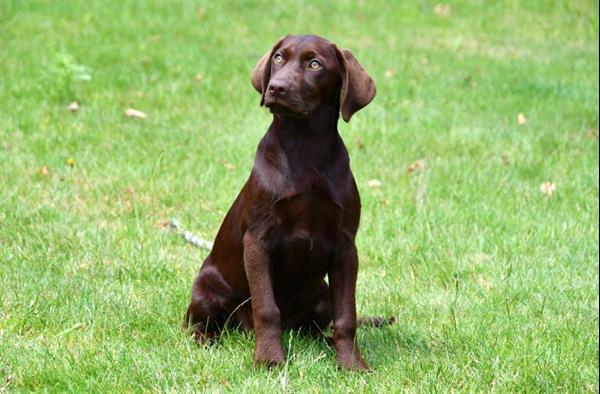 Grote foto chocolade bruine labrador pups te koop dieren en toebehoren retrievers spani ls en waterhonden