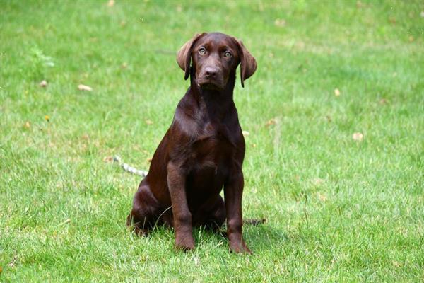 Grote foto chocolade bruine labrador pups te koop dieren en toebehoren retrievers spani ls en waterhonden