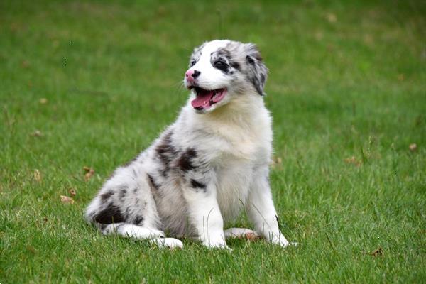 Grote foto australische herder pups te koop ouders aanwezig dieren en toebehoren herdershonden en veedrijvers