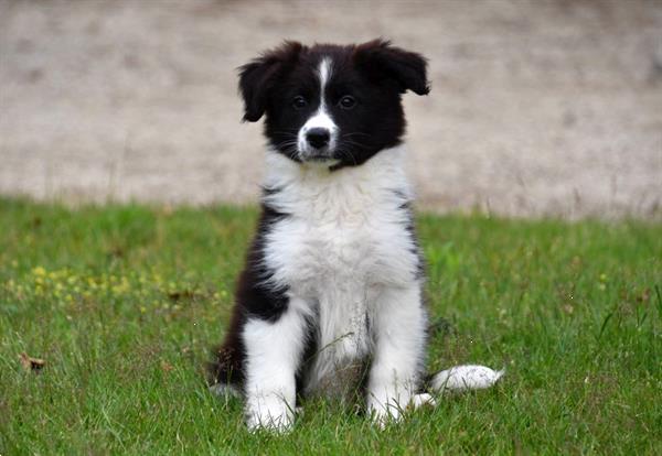 Grote foto australische herder pups te koop ouders aanwezig dieren en toebehoren herdershonden en veedrijvers