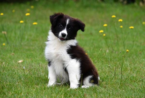 Grote foto australische herder pups te koop ouders aanwezig dieren en toebehoren herdershonden en veedrijvers