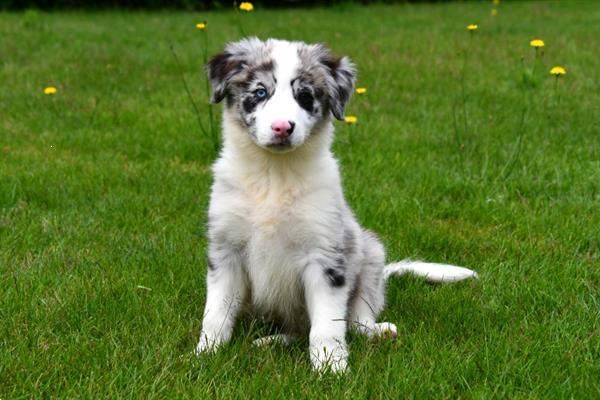 Grote foto australische herder pups te koop ouders aanwezig dieren en toebehoren herdershonden en veedrijvers