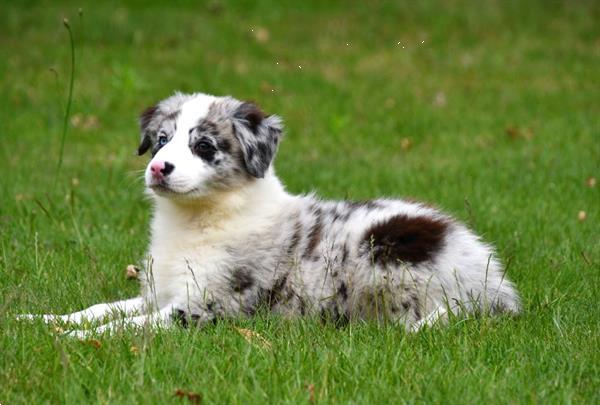 Grote foto australische herder pups te koop ouders aanwezig dieren en toebehoren herdershonden en veedrijvers