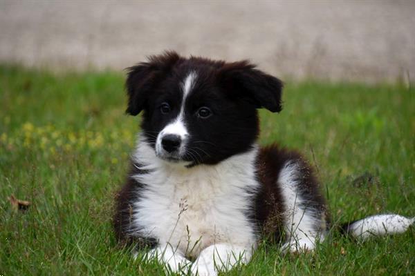 Grote foto australische herder pups te koop ouders aanwezig dieren en toebehoren herdershonden en veedrijvers