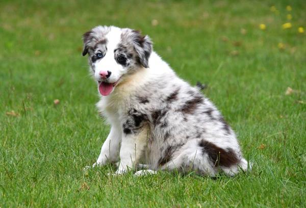 Grote foto australische herder pups te koop ouders aanwezig dieren en toebehoren herdershonden en veedrijvers