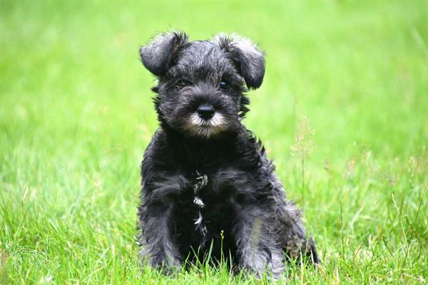 Grote foto dwerg schnauzer pups te koop ouders aanwezig dieren en toebehoren chihuahua en gezelschapshonden