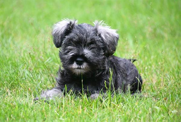 Grote foto dwerg schnauzer pups te koop ouders aanwezig dieren en toebehoren chihuahua en gezelschapshonden