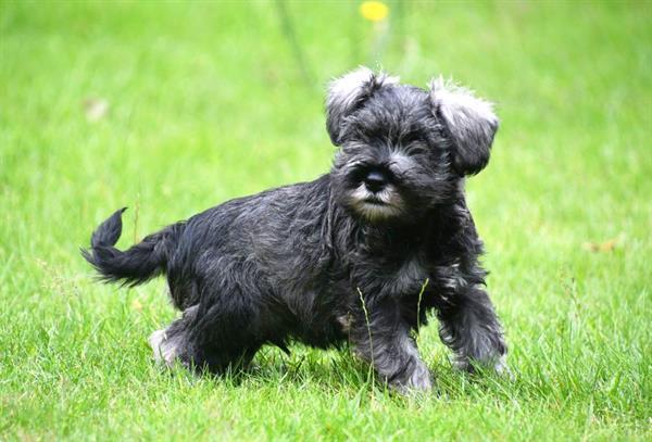 Grote foto dwerg schnauzer pups te koop ouders aanwezig dieren en toebehoren chihuahua en gezelschapshonden