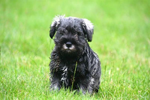 Grote foto dwerg schnauzer pups te koop ouders aanwezig dieren en toebehoren chihuahua en gezelschapshonden