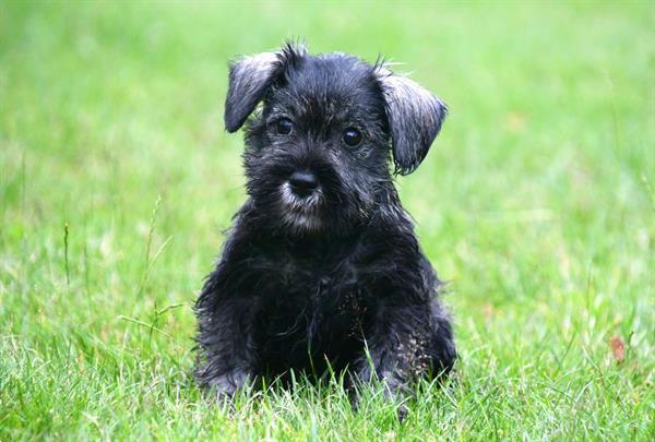 Grote foto dwerg schnauzer pups te koop ouders aanwezig dieren en toebehoren chihuahua en gezelschapshonden