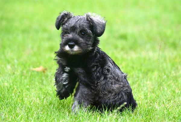 Grote foto dwerg schnauzer pups te koop ouders aanwezig dieren en toebehoren chihuahua en gezelschapshonden