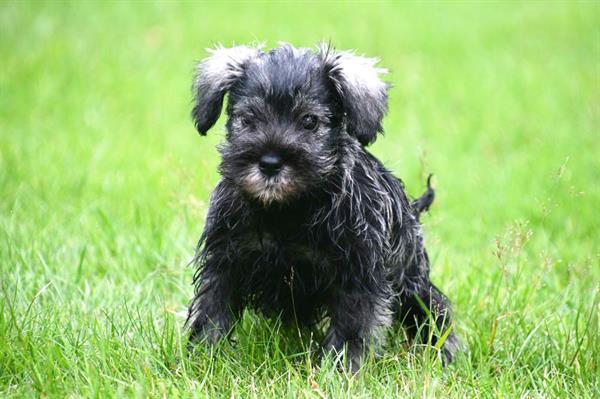 Grote foto dwerg schnauzer pups te koop ouders aanwezig dieren en toebehoren chihuahua en gezelschapshonden