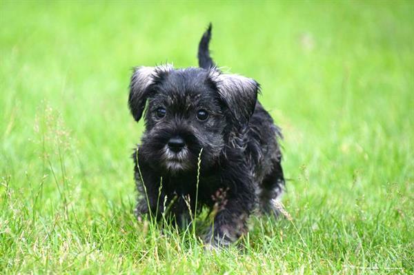 Grote foto dwerg schnauzer pups te koop ouders aanwezig dieren en toebehoren chihuahua en gezelschapshonden