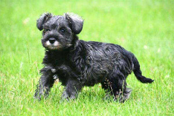 Grote foto dwerg schnauzer pups te koop ouders aanwezig dieren en toebehoren chihuahua en gezelschapshonden