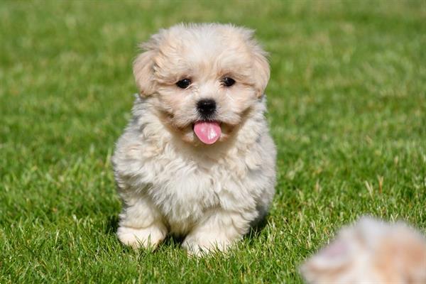 Grote foto boomer pups te koop ouders aanwezig dieren en toebehoren chihuahua en gezelschapshonden