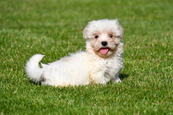 Grote foto boomer pups te koop ouders aanwezig dieren en toebehoren chihuahua en gezelschapshonden