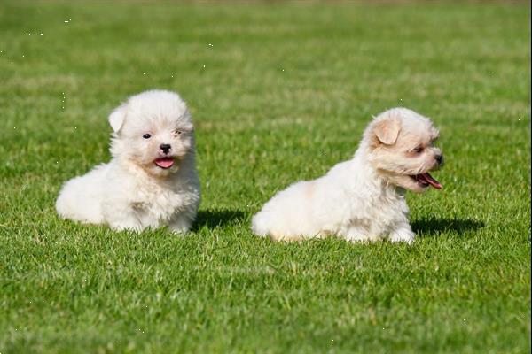 Grote foto boomer pups te koop ouders aanwezig dieren en toebehoren chihuahua en gezelschapshonden